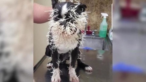 Due cani cercano di fare amicizia con un istrice ma non è finita … – Il Secolo XIX
