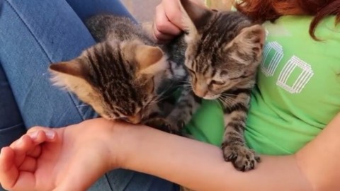Puglia. Arriva il “gatto d'ufficio”, lavoro più felice e gatti in sicurezza – Agenpress