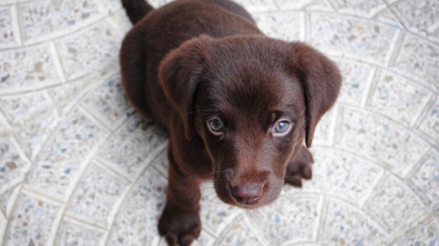 Perché i cuccioli di cane e la loro dolcezza ci spingono ad amarli di … – Moondo (Blog)