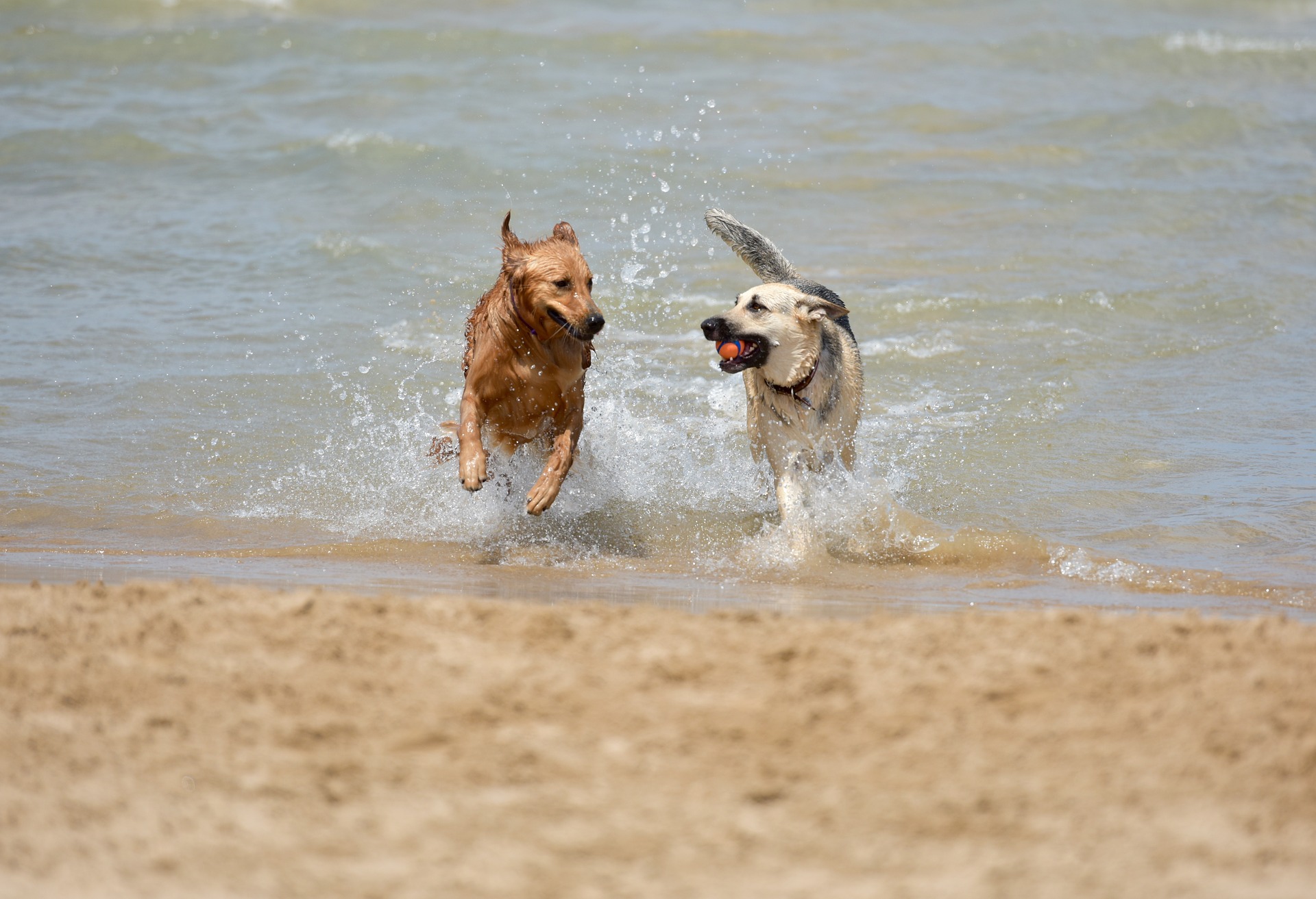 Rimini: via libera ai cani in spiaggia