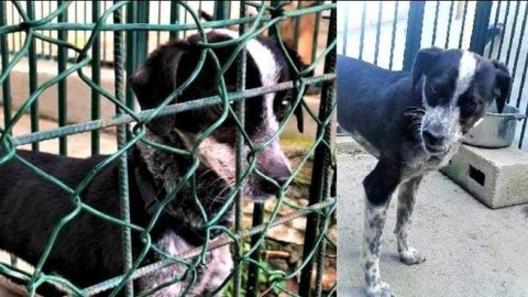 Adottare un cane dal canile, i consigli dell'educatrice cinofila – Riviera24
