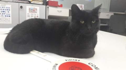 Ruffy, il gatto vigile di Lucca spopola sul web – Lucca in Diretta
