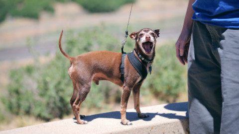 Cani: perché sorridono? – GreenStyle