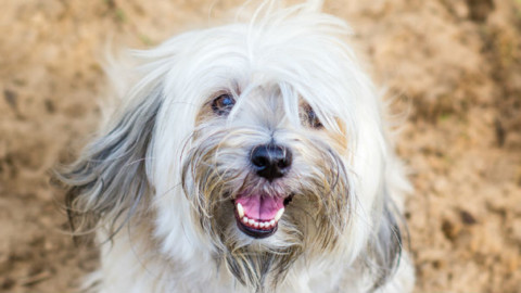 Cani: scoperto legame tra alcuni ortaggi e malattie al cuore – GreenStyle