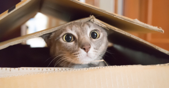 gatti, pet, animali domestici, felini, animali da compagnia
