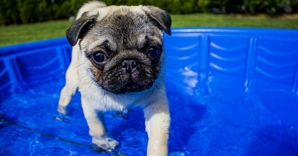 Cane e piscina