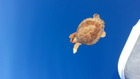 Animali, WWF: nuovo nido di tartaruga marina a Pisticci (Matera) – Meteo Web