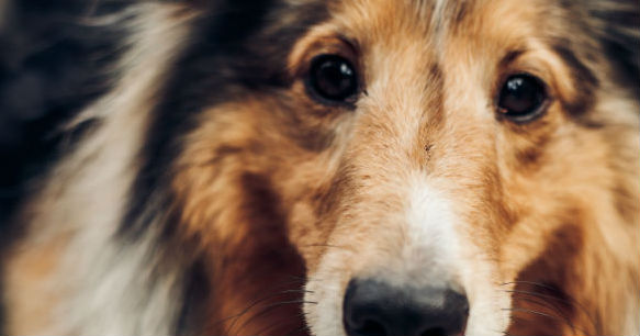 Collie