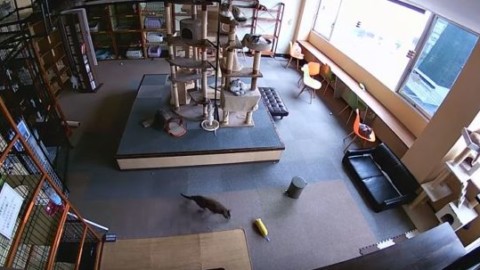 I gatti prevedono i terremoti? Ecco il VIDEO virale dal Giappone e il … – Meteo Web
