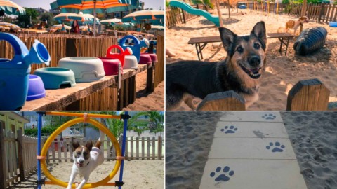 Vacanza con il cane: 6 indirizzi pet friendly. Scopri la Romagna per … – News Rimini