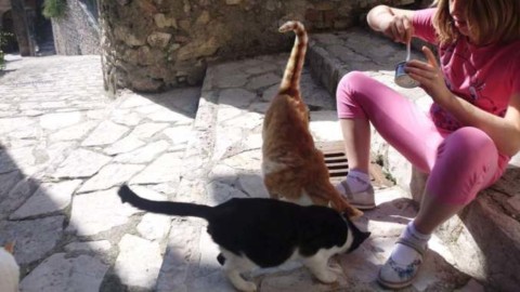 Victoria, capo della colonia di mici randagi, vince la battaglia a … – Umbria Journal il sito degli umbri