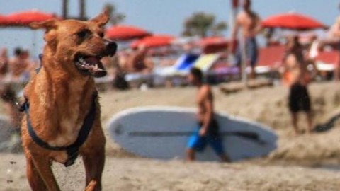 Roma: Ferragosto al Baubeach Giochi, tuffi e cocomerata – Corriere della Sera