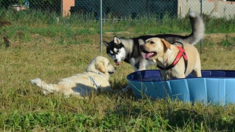 Ferragosto, tutto esaurito anche per gani e gatti – La Repubblica