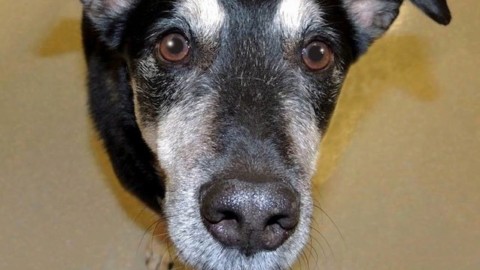 Frankie è morto, cosa ci ha insegnato il cane-scienziato che … – Scienze Fanpage