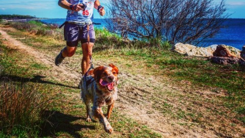 Passione cani-cross. Distanze, sorpassi e materiali: tutte le regole … – La Repubblica