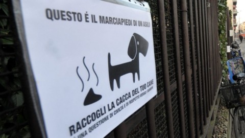 Escrementi dei cani, i padroni incastrati dalla banca dati del dna: le … – La Repubblica