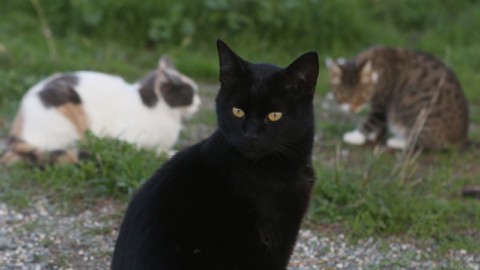 Il villaggio della Nuova Zelanda che vuole abolire i gatti – il Giornale