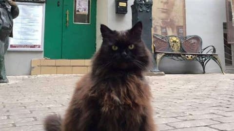 Misterioso rapimento del gatto Behemoth a Mosca, il micio del teatro-museo Bulgakov – Fidelity News