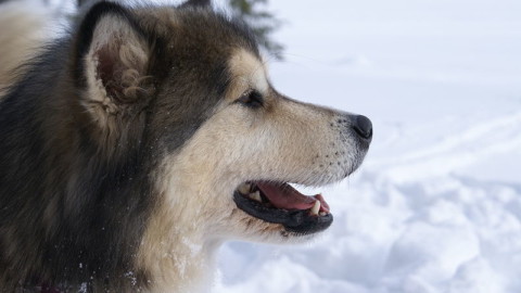 Dalle corse nei ghiacci all'inferno del caldo. Una vita da cani (da slitta) – il Giornale