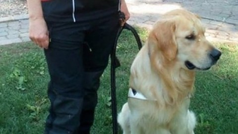 Buddy, ti hanno tradito. Muore avvelenato il cane salva-uomini – il Giornale