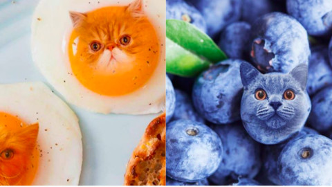 Cats In Food, quando i gatti si trasformano in cibo – Wired.it