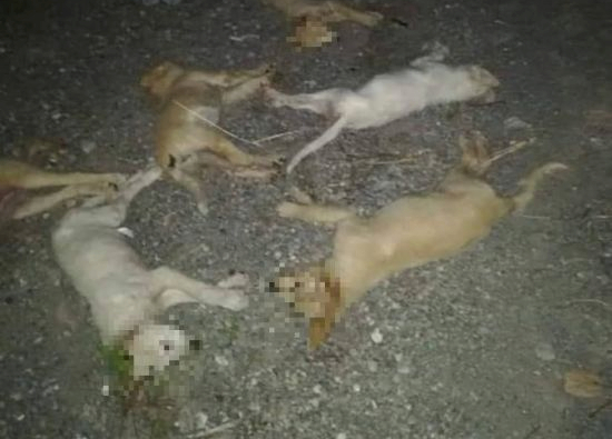 Strage di cuccioli a Messina: subito una legge contro i bocconi avvelenati