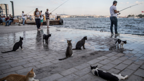 Istanbul, la città dei gatti. FOTO – Sky Tg24