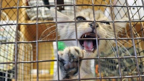 SAN GIORGIO – Vendono la casa e lasciano il gatto dentro… – QC QuotidianoCanavese