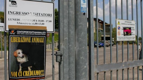 Quando la morte di un gatto diventa un caso “politico” – Il Messaggero
