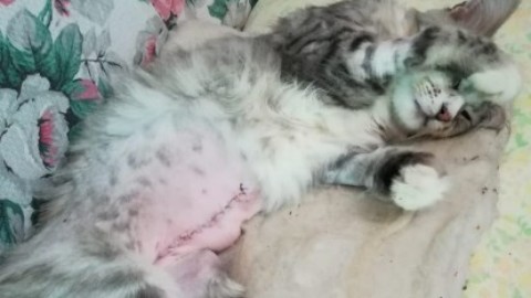 FOTO / VALSUSA, SPARANO A UN GATTO E LO FERISCONO … – ValsusaOggi (Satira) (Comunicati Stampa) (Blog)