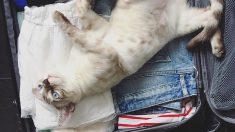 Giornata Mondiale del Gatto: 6 consigli per portarlo in vacanza – La Nuova Ecologia