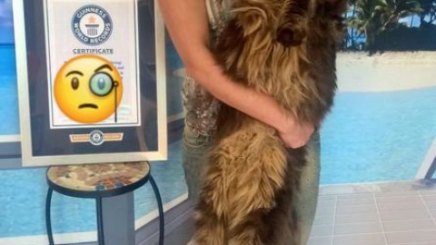Vive nel Pavese vive il gatto più lungo del mondo – ANSA.it