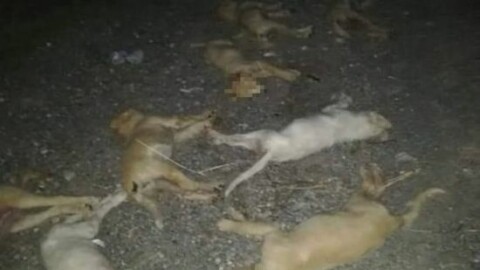 Avvelenati dieci cuccioli di cane a Messina: gli animalisti: «Bocconi … – Il Messaggero