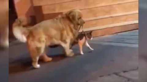 Cina, il gatto sta per azzuffarsi: cane lo trascina via ed evita la 'rissa' – La Repubblica