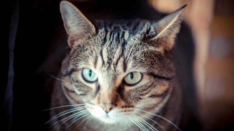 E' la giornata del gatto, Micio spopola sui social – ANSA.it
