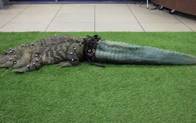 All'alligatore hanno stampato la coda con una stampante 3D (VIDEO) – Sputnik Italia