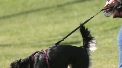 “Cane avvelenato nei boschi di Mazzafame, prestate attenzione!” – LegnanoNews