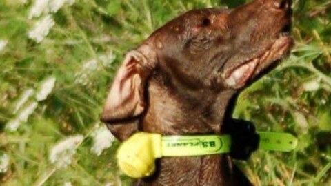 Dello, cacciatori addestrano cani con collari elettrici: due denunce – Il Giorno