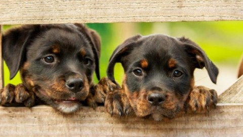 Festa del Cane 2018 al Parco dell'Acquasola: il programma – mentelocale.it