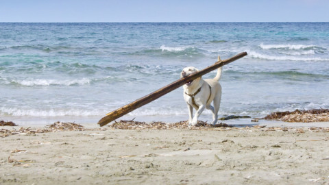 Caccia bagnanti con cane, “è illegale” – ANSA.it