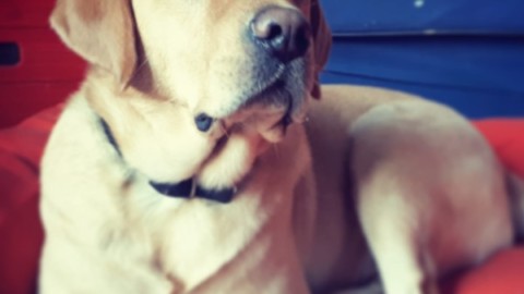 Cani e gatti della Sala Rossa “in vacanza”, dai consiglieri e … – TorinOggi.it