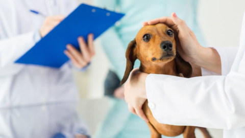 Quanto sono cari i farmaci per cani e gatti! – Donna Moderna