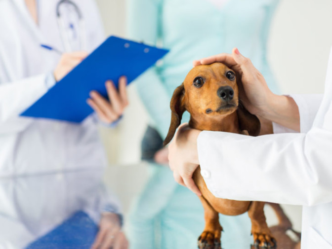 Quanto sono cari i farmaci per cani e gatti! – Donna Moderna
