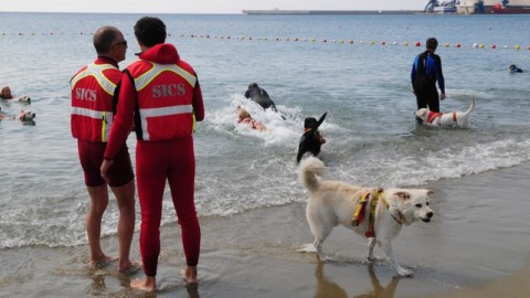 Voltri, i cani da salvataggio in azione sulla spiaggia – LaVoceDiGenova.it