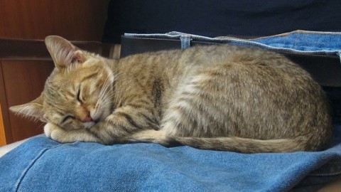 Gatti isola greca si viene pagati per accarezzarli per lavoro – VipNews