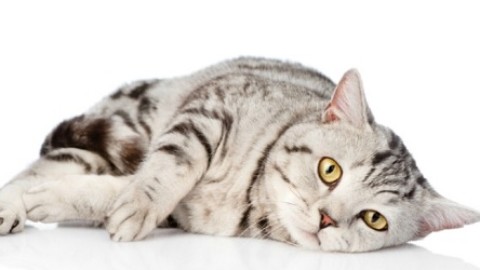Cosa fare quando il gatto vomita sangue – MarsalaOggi.it
