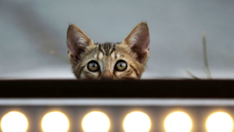 Avere un gatto può migliorare la salute delle persone – Sky Tg24