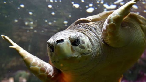Gli antenati delle tartarughe non avevano il guscio – Sky Tg24