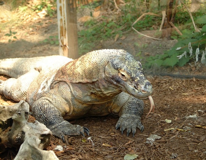 Conosci il segreto mortale del drago di Komodo? Scoprilo con noi! – Moondo (Blog)