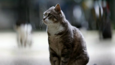 Lecco, indagine su “serial killer” di gatti. Enpa: “Almeno 6 casi, un … – Il Fatto Quotidiano